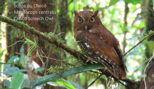 Scops du Chocó - Megascops centralis - Choco Screech Owl