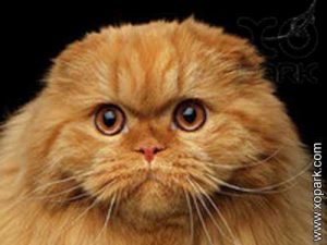Scottish fold, Pli écossais, Scot Fold