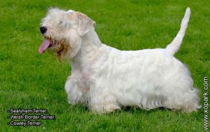 Sealyham Terrier, Welsh Border Terrier, Cowley Terrier