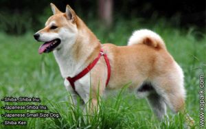 Shiba, Shiba Inu, Japanese Shiba Inu, Japanese Small Size Dog, Shiba Ken