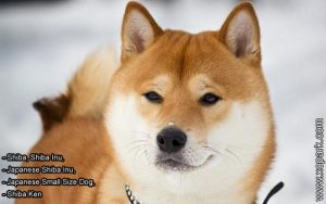Shiba, Shiba Inu, Japanese Shiba Inu, Japanese Small Size Dog, Shiba Ken
