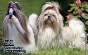 Shih Tzu - Chien lion - Chinese Lion Dog - Chrysanthemum Dog