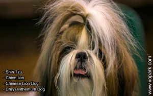 Shih Tzu - Chien lion - Chinese Lion Dog - Chrysanthemum Dog