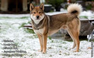 Shikoku, Kochi-ken, Mikawa Inu, Japanese Wolfdog, chien de Kōchi