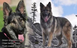 Shiloh Shepherd Dog, Chien berger Shiloh, Plush-coated Shiloh Shepherd
