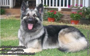 Shiloh Shepherd Dog, Chien berger Shiloh, Plush-coated Shiloh Shepherd