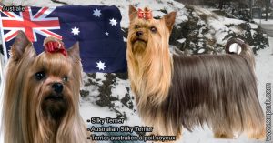 Silky Terrier - Terrier australien à poil soyeux - Australian Silky Terrier