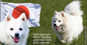 Spitz japonais, Nihon Supittsu, Spitz japonais, Japanese Spitz, Spitz japonés