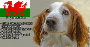 Springer gallois, Chien d'épagneul Gallois - Welsh Springer Spaniel, Welsh Springer, Welsh Cocker Spaniel, Welsh Starter