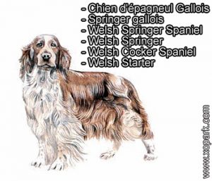 Springer gallois, Chien d'épagneul Gallois - Welsh Springer Spaniel, Welsh Springer, Welsh Cocker Spaniel, Welsh Starter