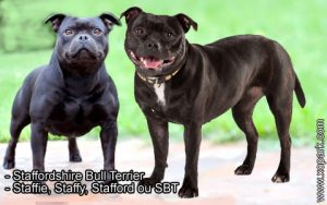 Staffordshire Bull Terrier ou Staffie, Staffy, Stafford ou SB