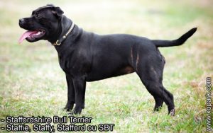 Staffordshire Bull Terrier ou Staffie, Staffy, Stafford ou SB