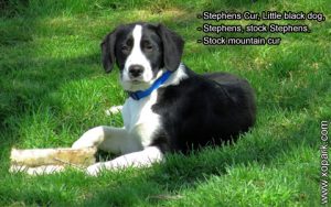 Stephens Cur, Little black dog, Stephens, stock Stephens, stock mountain cur