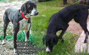 Stephens Cur, Little black dog, Stephens, stock Stephens, stock mountain cur