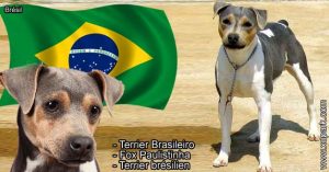 Terrier brésilien, Terrier Brasileiro, Fox Paulistinha