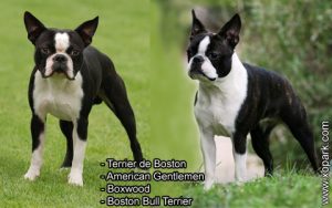 Terrier de Boston, American Gentlemen, Boxwood, Boston Bull Terrier