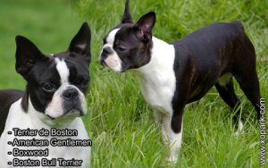 Terrier de Boston, American Gentlemen, Boxwood, Boston Bull Terrier