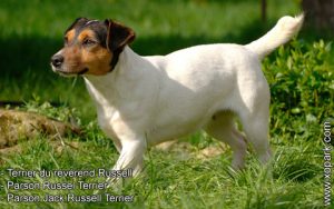 Terrier du révérend Russell - Parson Russel Terrier - Parson Jack Russell Terrier