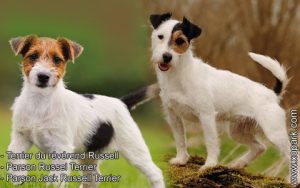 Terrier du révérend Russell - Parson Russel Terrier - Parson Jack Russell Terrier