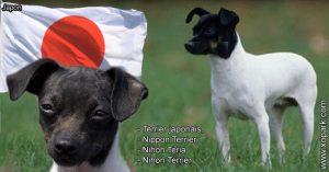 Terrier japonais, Nippon Terrier, Nihon Teria Nihon Terrier
