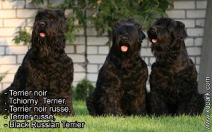 Terrier noir , Tchiorny Terrier, Terrier noir russe, Terrier russe, Black Russian Terrier