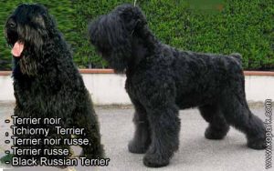 Terrier noir , Tchiorny Terrier, Terrier noir russe, Terrier russe, Black Russian Terrier