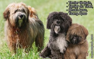 Terrier tibétain, Terrier du Tibet, Dhoki Apso, Tsang Apso