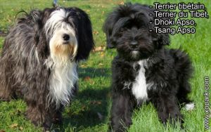 Terrier tibétain, Terrier du Tibet, Dhoki Apso, Tsang Apso