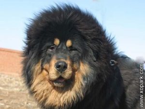 Tibetan Kyi Apso, Bearded Tibetan Mastiff, Apso Do-Kyi, Mastiff tibétain barbu