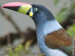 Toucan bleu – Andigena hypoglauca – Grey-breasted Mountain Toucan