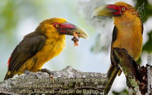Toucan de Baillon – Pteroglossus bailloni – Saffron Toucanet - Araçari de Baillon,