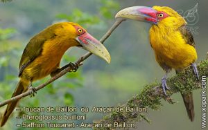 Toucan de Baillon – Pteroglossus bailloni – Saffron Toucanet - Araçari de Baillon,