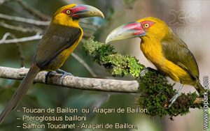 Toucan de Baillon – Pteroglossus bailloni – Saffron Toucanet - Araçari de Baillon,