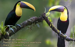 Toucan de Swainson – Ramphastos ambiguus swainsonii – Black-mandibled Toucan