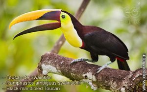 Toucan de Swainson – Ramphastos ambiguus swainsonii – Black-mandibled Toucan