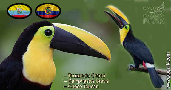 Toucan du Chocó – Ramphastos brevis – Choco Toucan