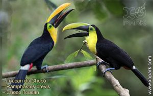 Toucan du Chocó – Ramphastos brevis – Choco Toucan