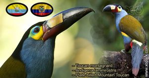 Toucan montagnard – Andigena laminirostris – Plate-billed Mountain Toucan