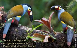 Toucan montagnard – Andigena laminirostris – Plate-billed Mountain Toucan