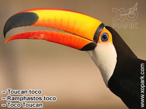 Toucan toco – Ramphastos toco – Toco Toucan