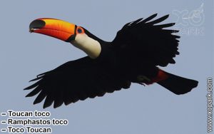 Toucan toco – Ramphastos toco – Toco Toucan