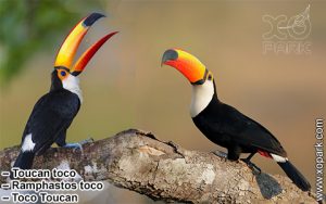 Toucan toco – Ramphastos toco – Toco Toucan