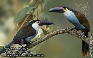 Toucan à bec noir – Andigena nigrirostris – Black-billed Mountain ToucanToucan à bec noir – Andigena nigrirostris – Black-billed Mountain Toucan