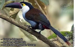 Toucan à bec noir – Andigena nigrirostris – Black-billed Mountain Toucan