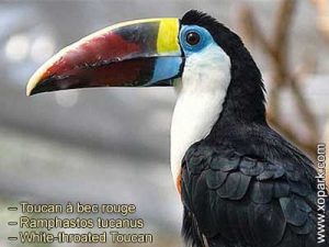 Toucan à bec rouge – Ramphastos tucanus – White-throated Toucan