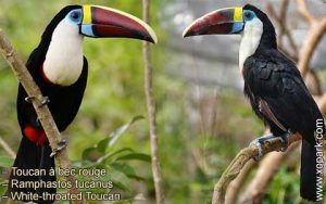 Toucan à bec rouge – Ramphastos tucanus – White-throated Toucan