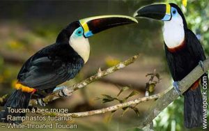 Toucan à bec rouge – Ramphastos tucanus – White-throated Toucan