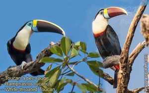 Toucan à bec rouge – Ramphastos tucanus – White-throated Toucan