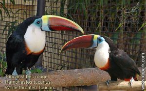 Toucan à bec rouge – Ramphastos tucanus – White-throated Toucan