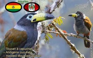 Toucan à capuchon - Hooded Mountain Toucan - Andigena cucullata